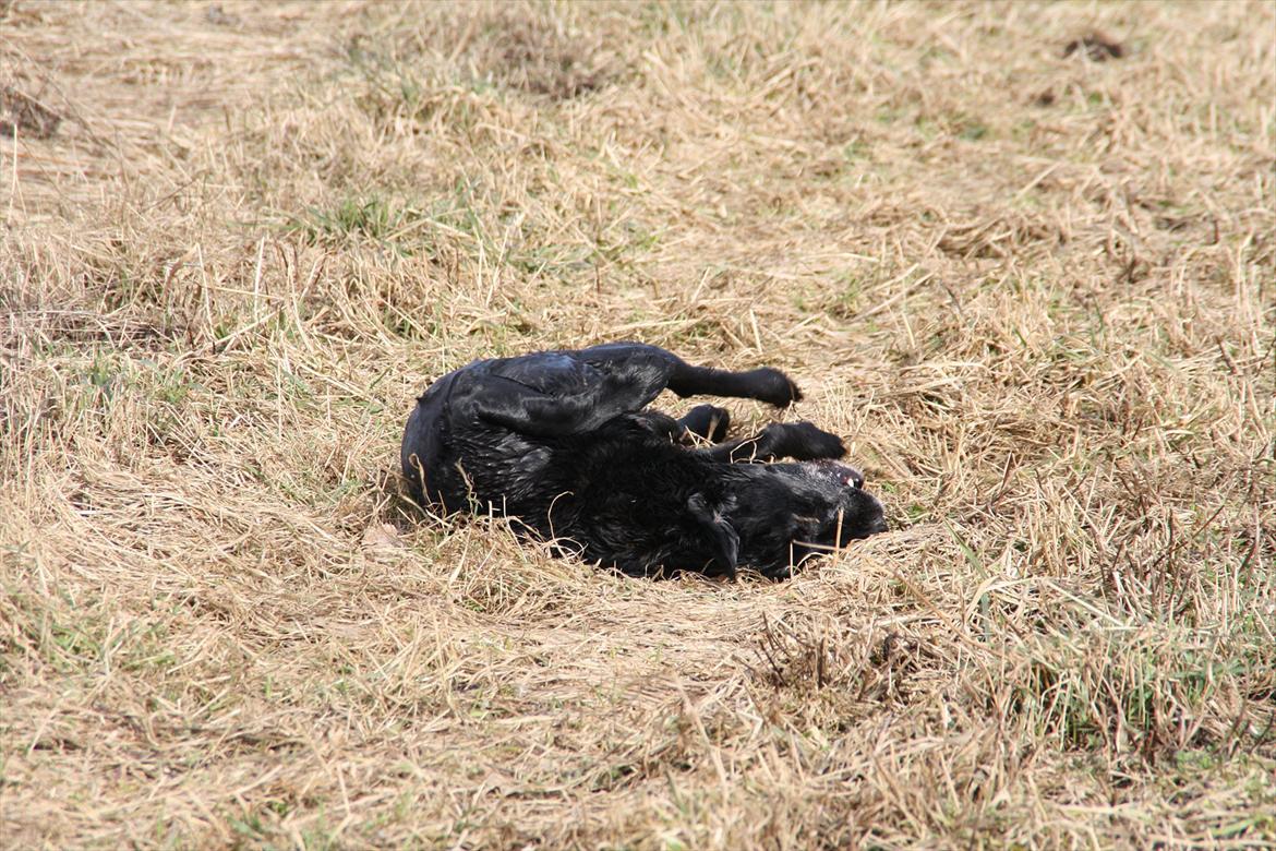 Labrador retriever Coco [Himmelhund] billede 2