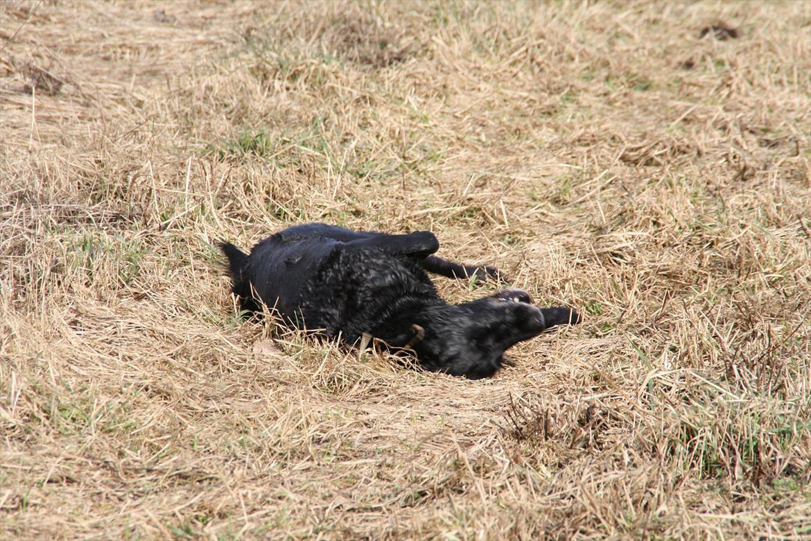 Labrador retriever Coco [Himmelhund] billede 3