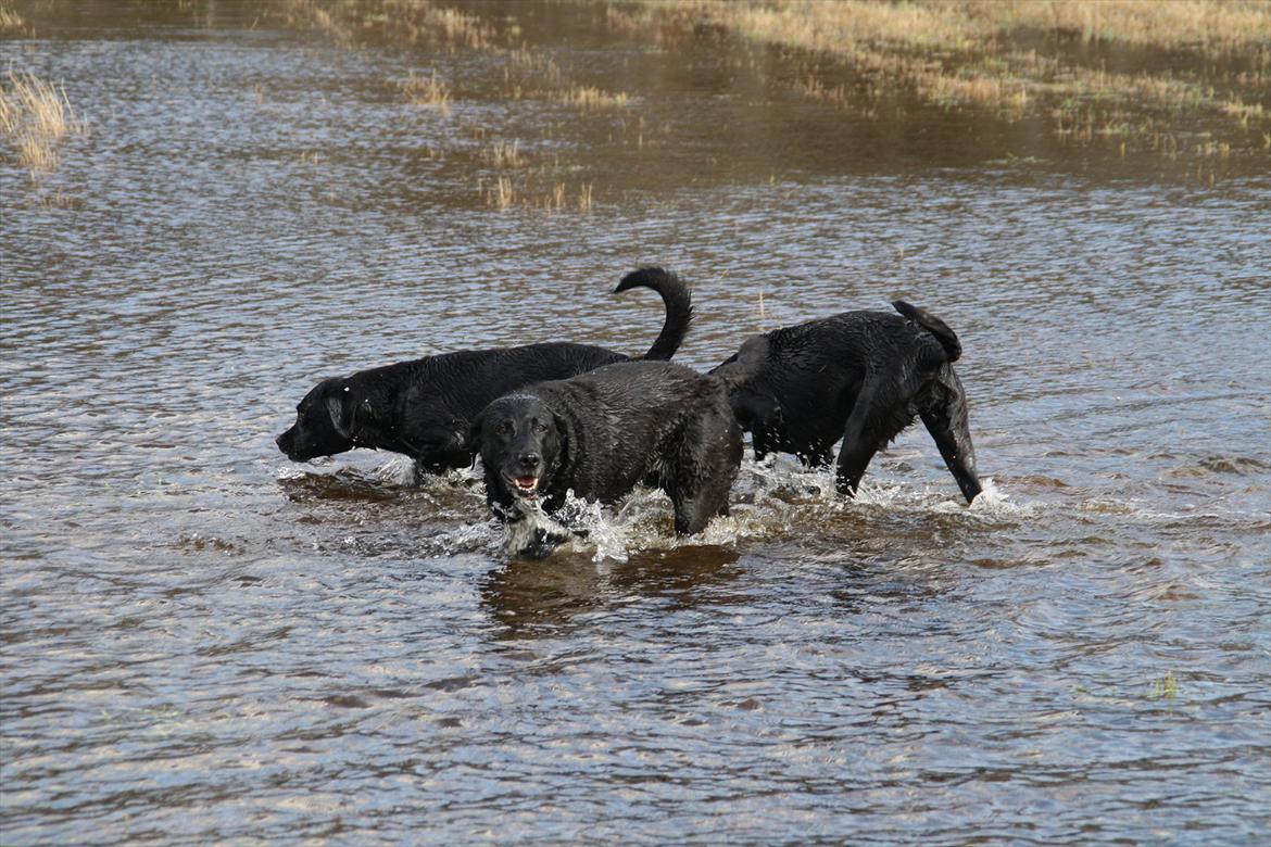 Labrador retriever Coco [Himmelhund] billede 4