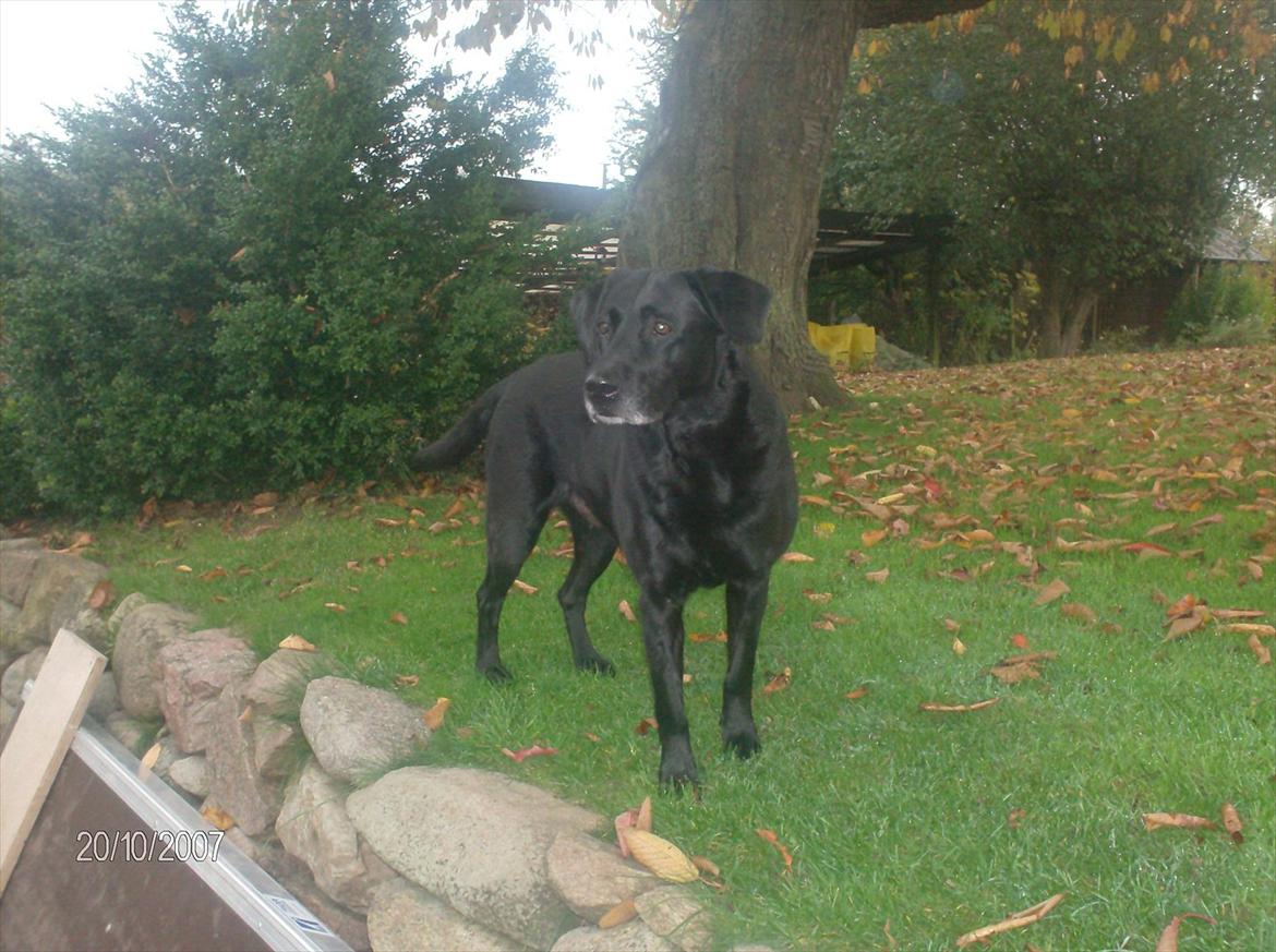 Labrador retriever Coco [Himmelhund] billede 5