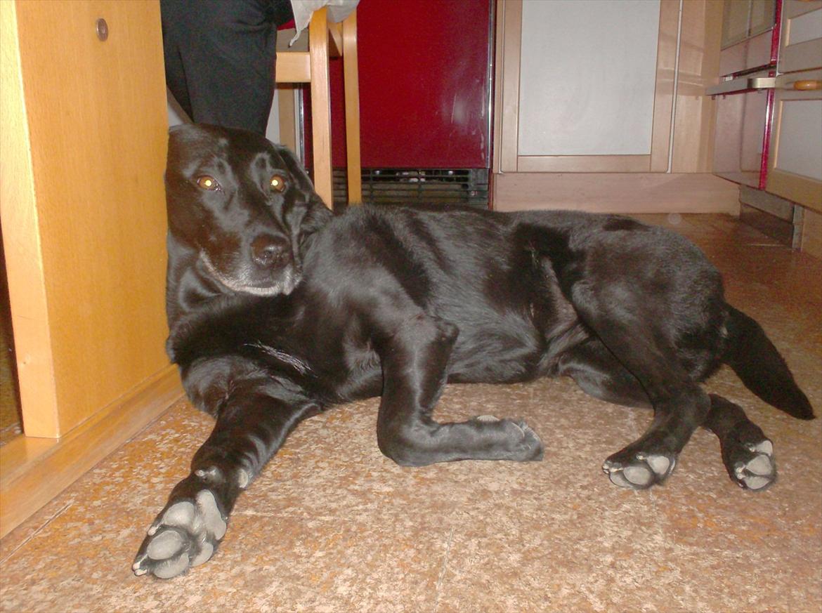 Labrador retriever Coco [Himmelhund] billede 6