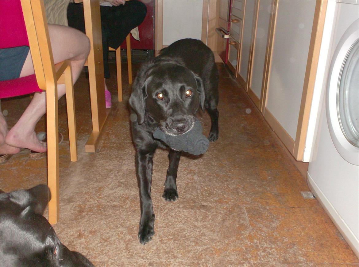 Labrador retriever Coco [Himmelhund] billede 7