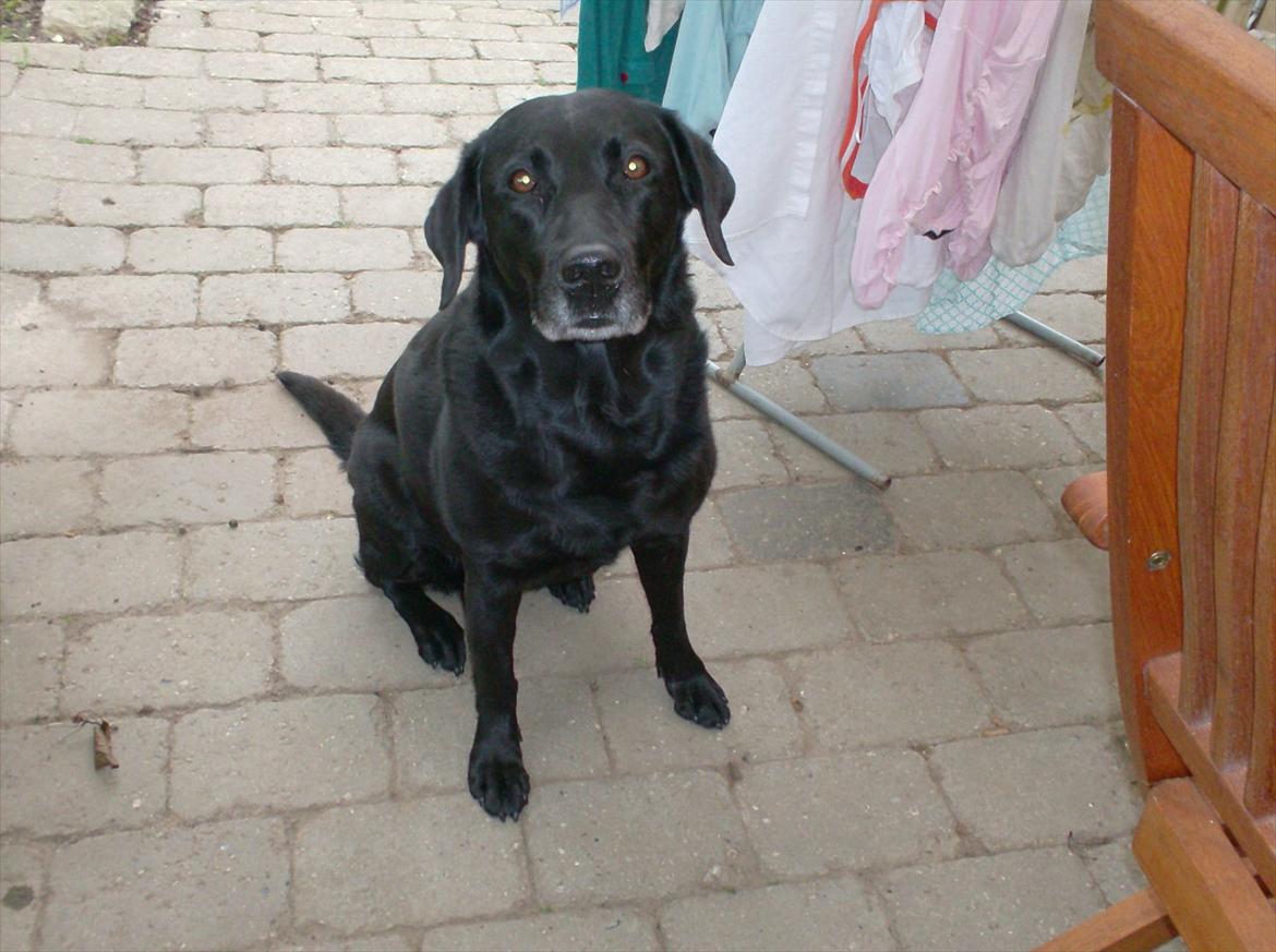 Labrador retriever Coco [Himmelhund] billede 8