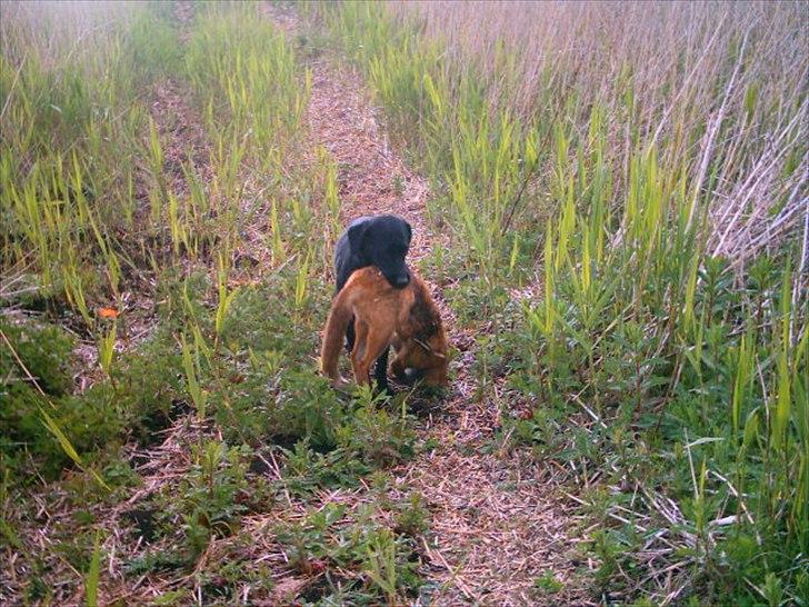 Labrador retriever Coco [Himmelhund] billede 9