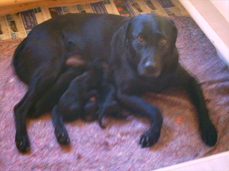 Labrador retriever Coco [Himmelhund] billede 10