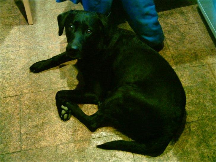 Labrador retriever Coco [Himmelhund] billede 11