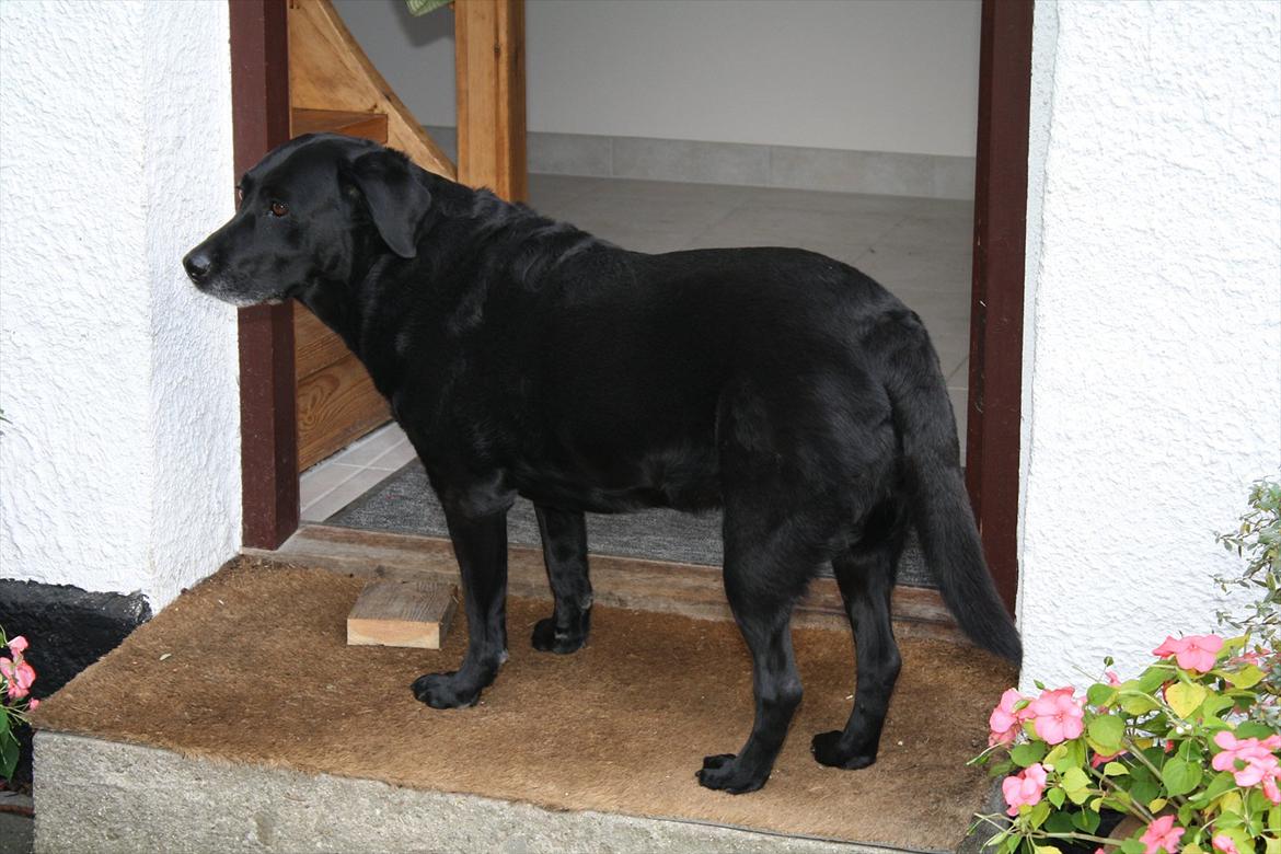 Labrador retriever Coco [Himmelhund] billede 12
