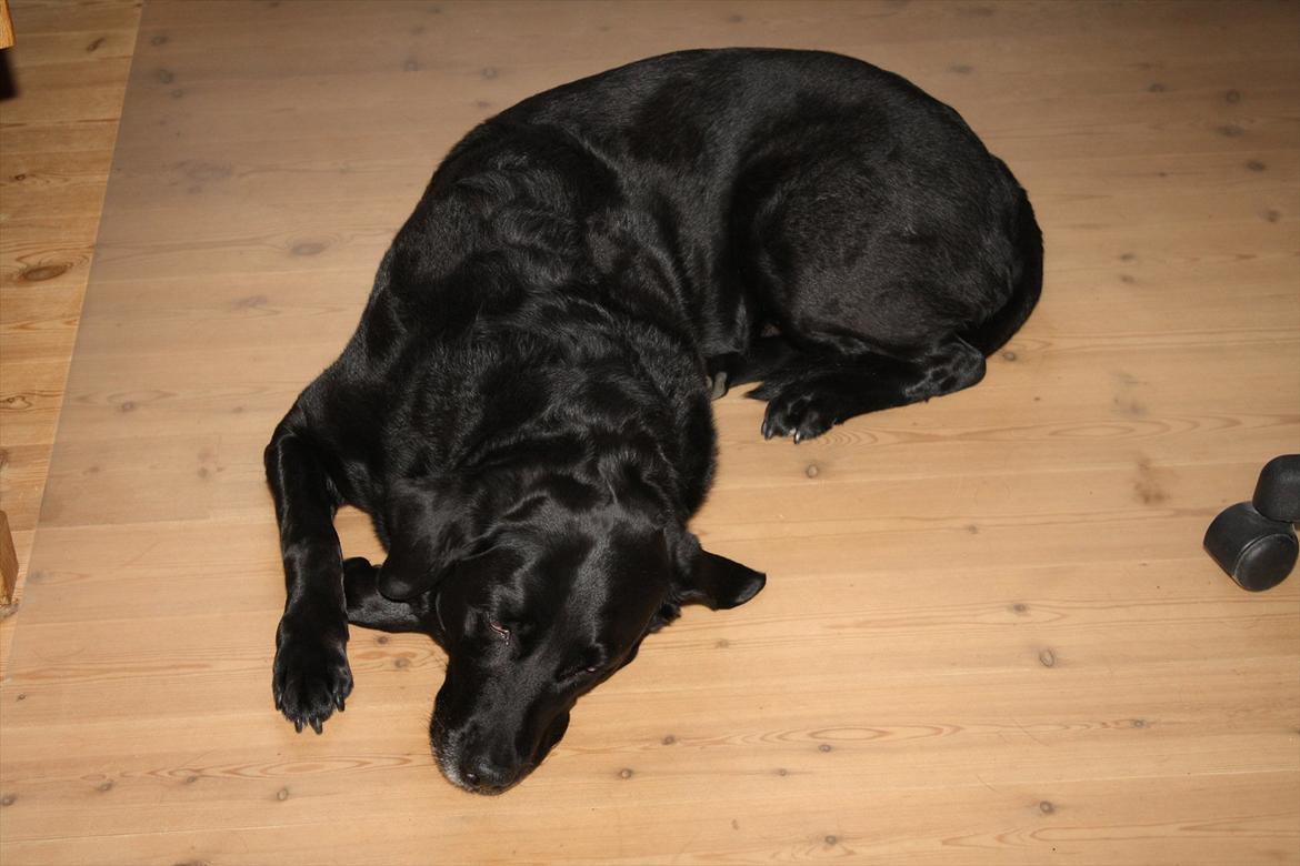 Labrador retriever Coco [Himmelhund] billede 13