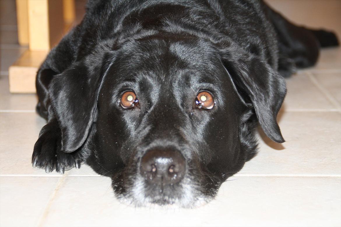 Labrador retriever Coco [Himmelhund] billede 14