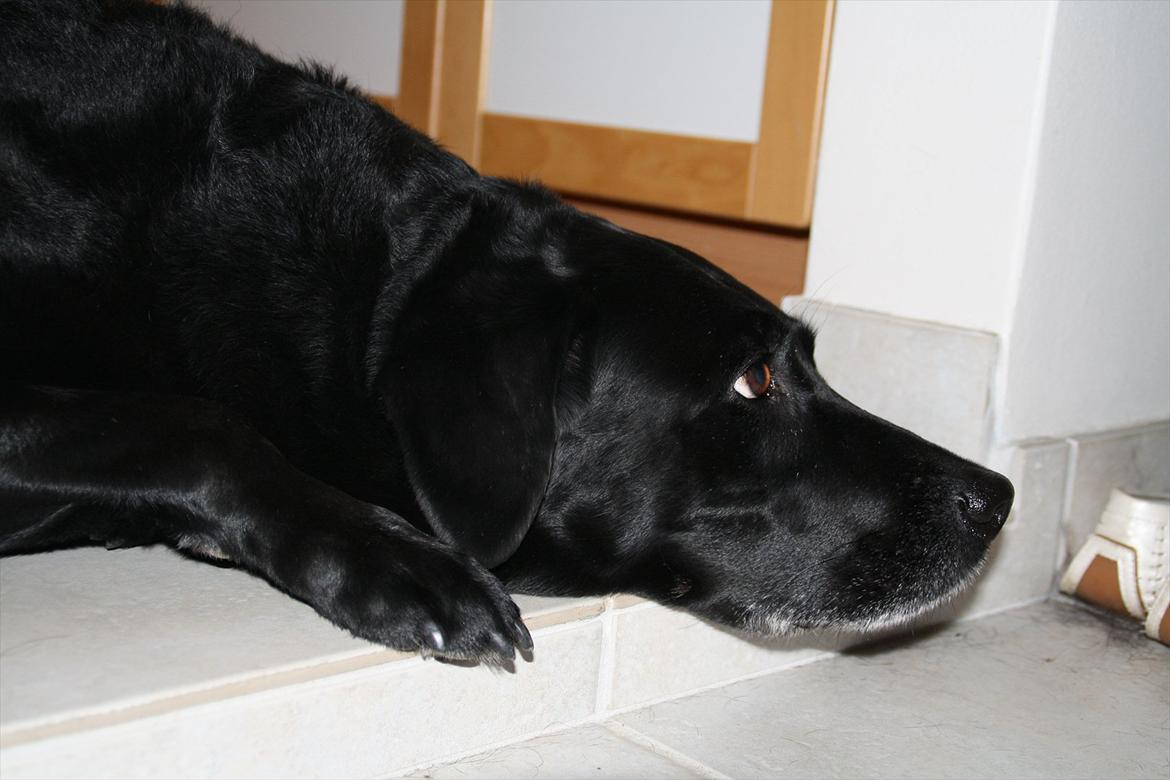 Labrador retriever Coco [Himmelhund] billede 15