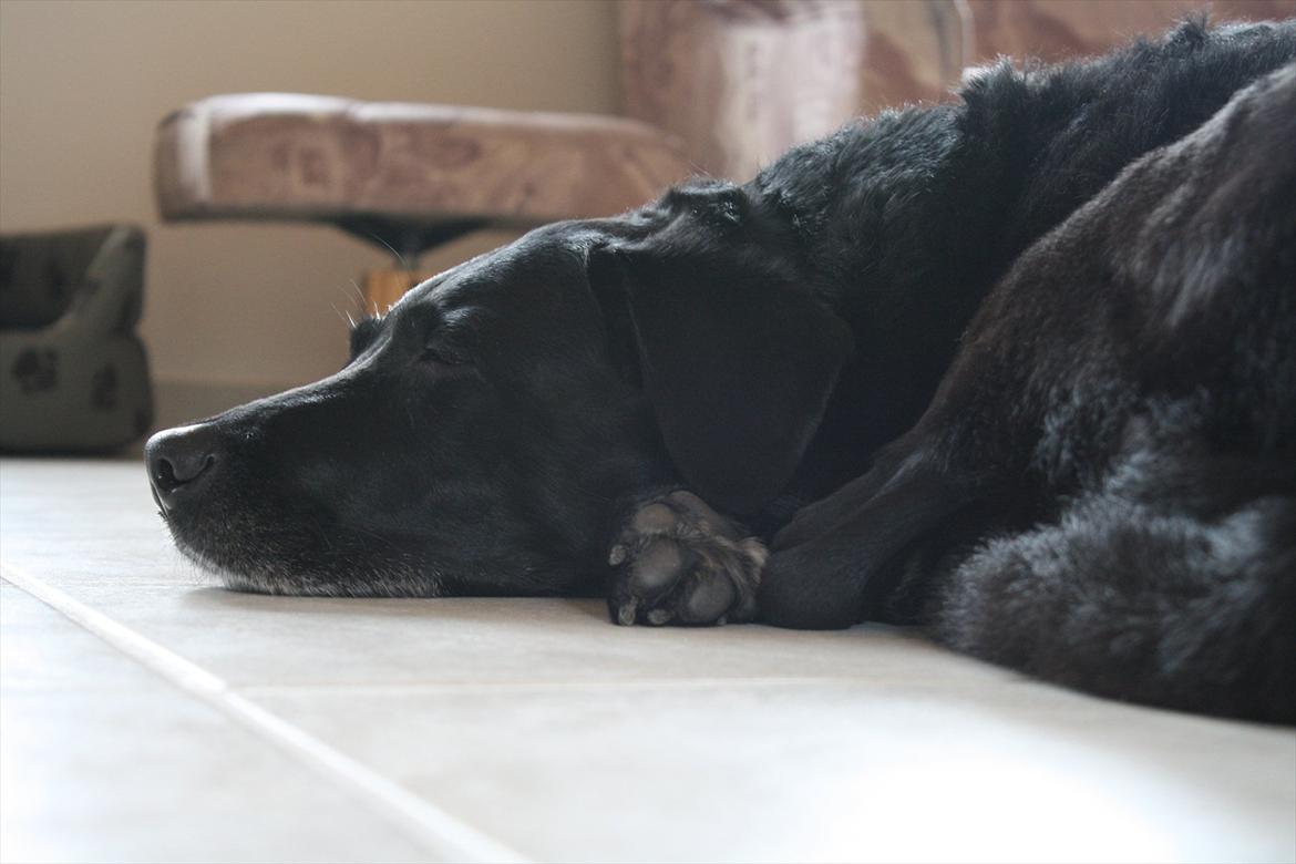 Labrador retriever Coco [Himmelhund] billede 16