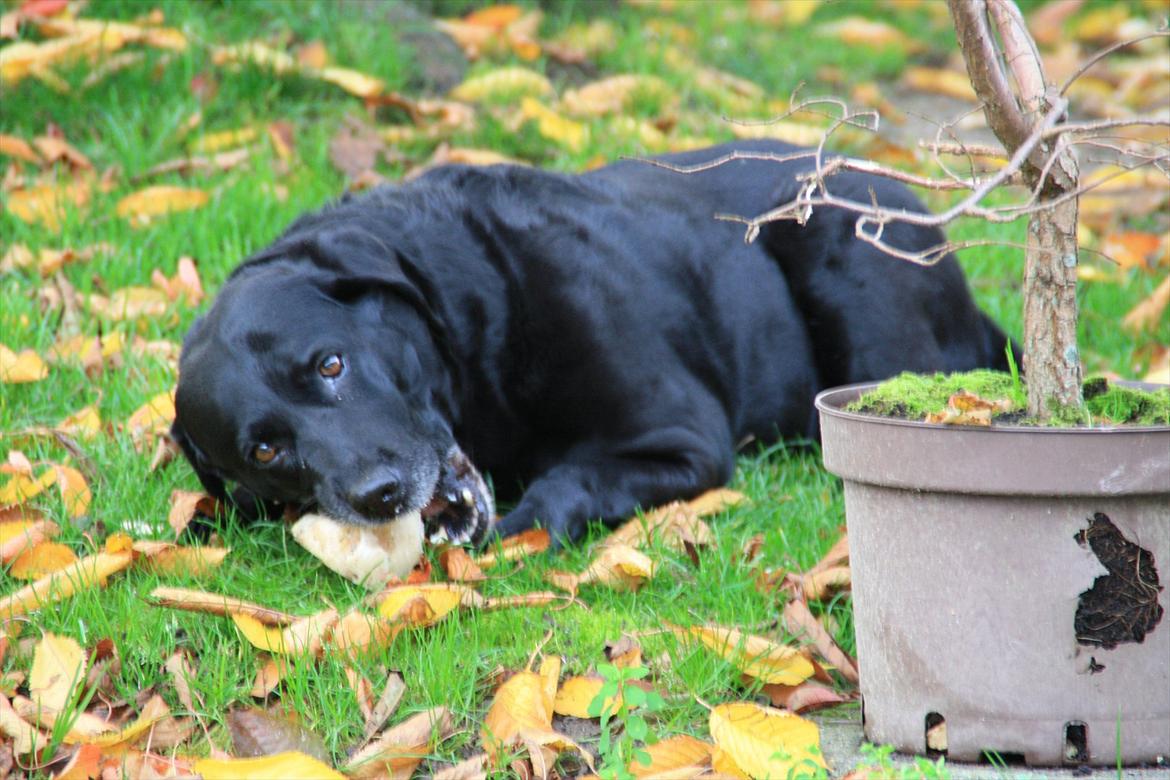 Labrador retriever Coco [Himmelhund] billede 17