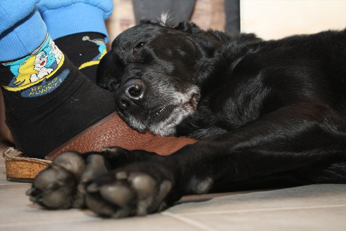 Labrador retriever Coco [Himmelhund] billede 18