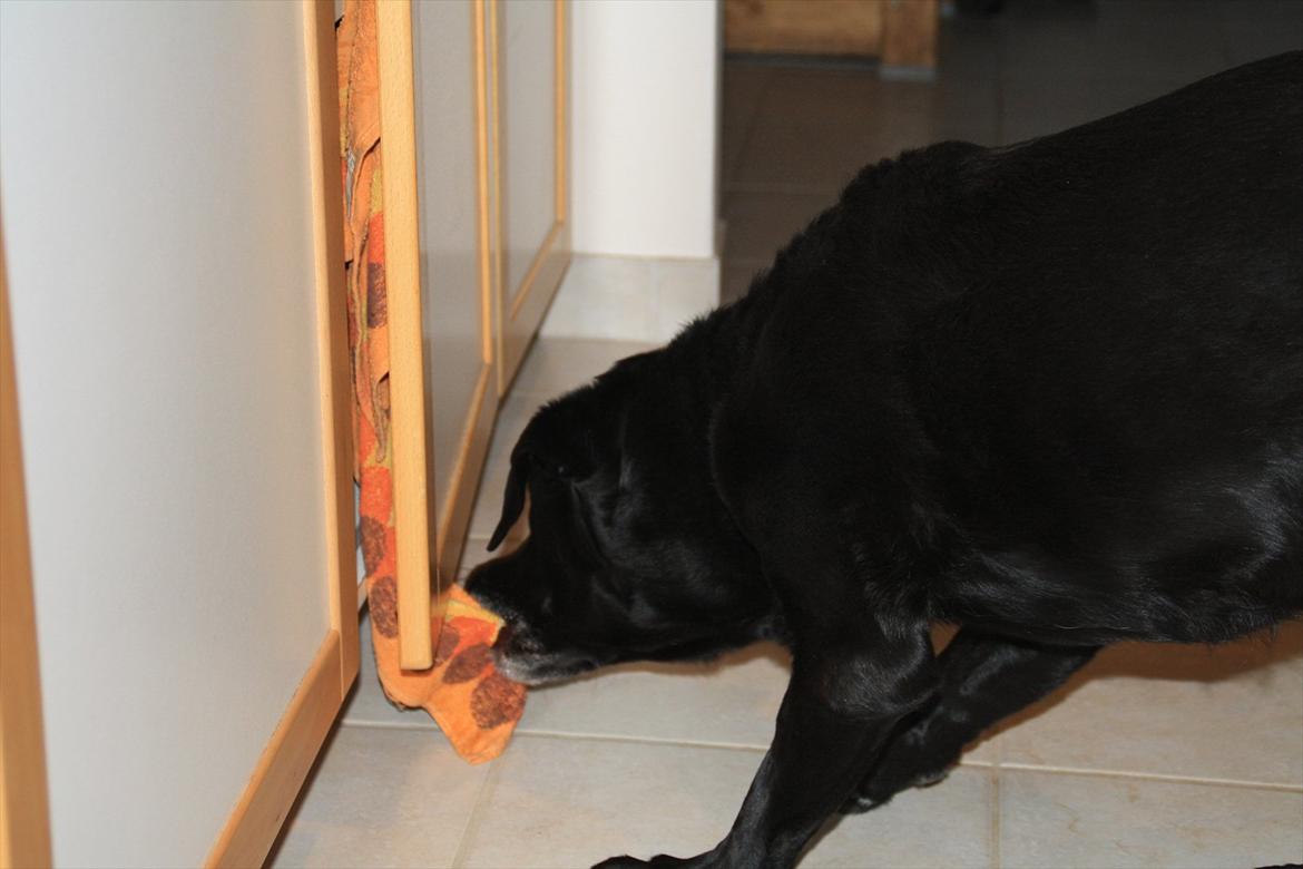 Labrador retriever Coco [Himmelhund] billede 19