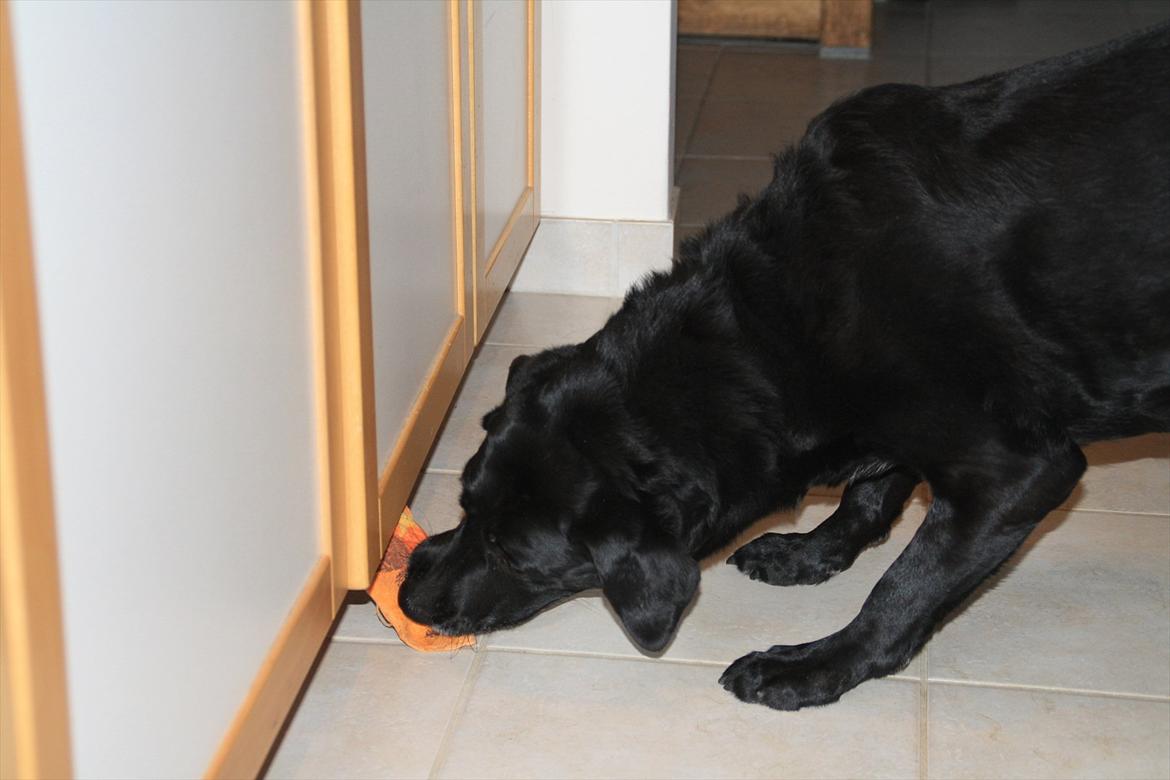 Labrador retriever Coco [Himmelhund] billede 20