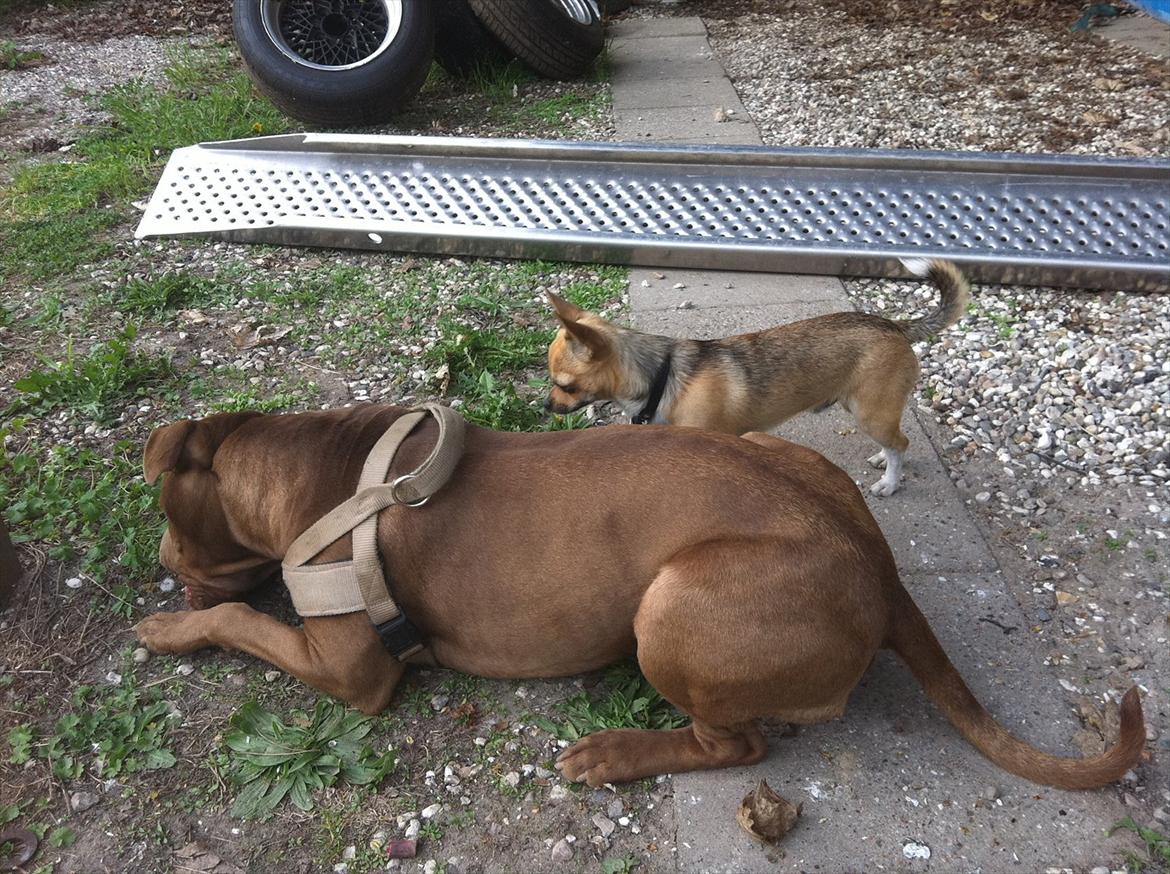 Chihuahua Davis - Davise' bedste legekammerat er en Mastiff, det er skønt at han også kan lege med hunde der er meget større end ham billede 16