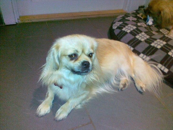 Tibetansk spaniel Ally billede 1