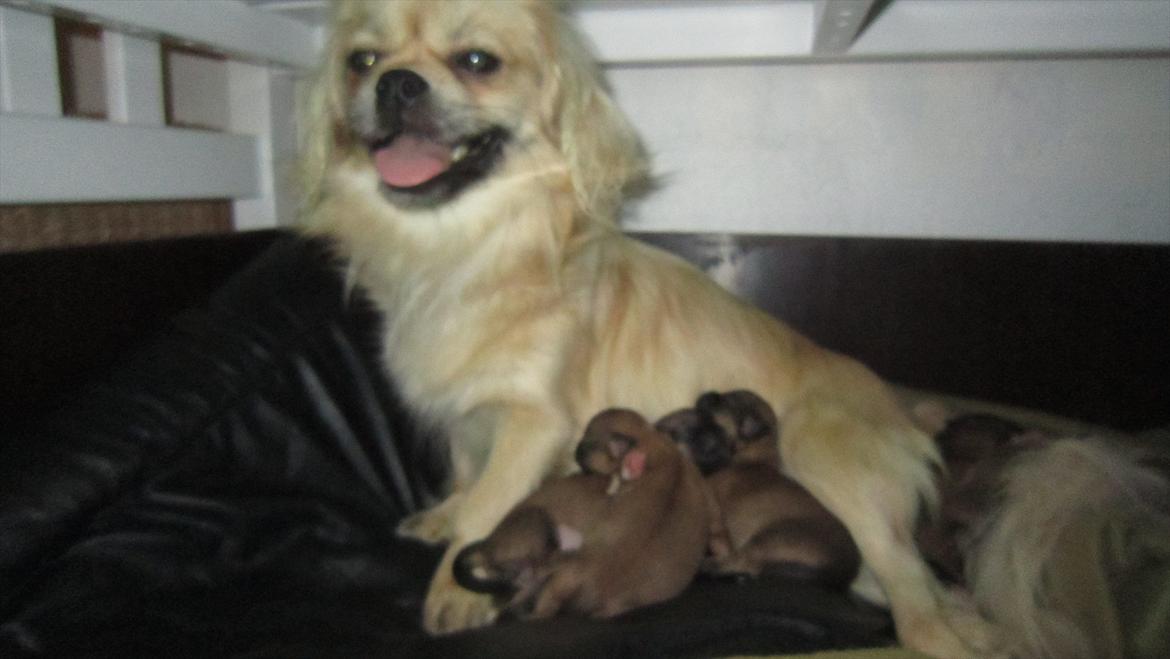 Tibetansk spaniel Ally billede 2