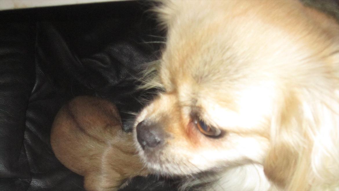 Tibetansk spaniel Ally billede 3