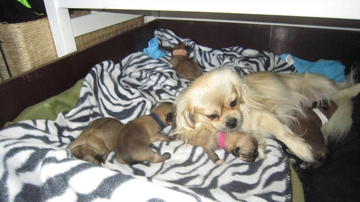 Tibetansk spaniel Ally billede 4