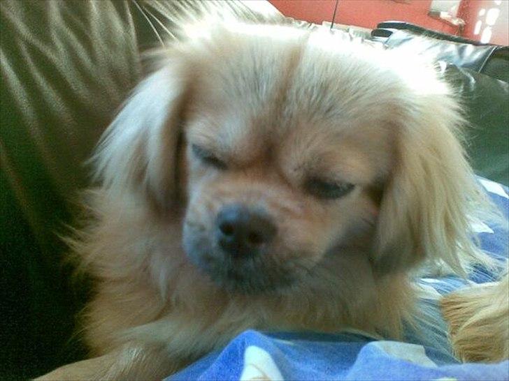 Tibetansk spaniel Ally billede 5