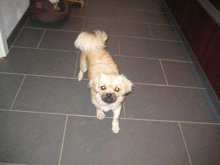 Tibetansk spaniel Ally billede 6