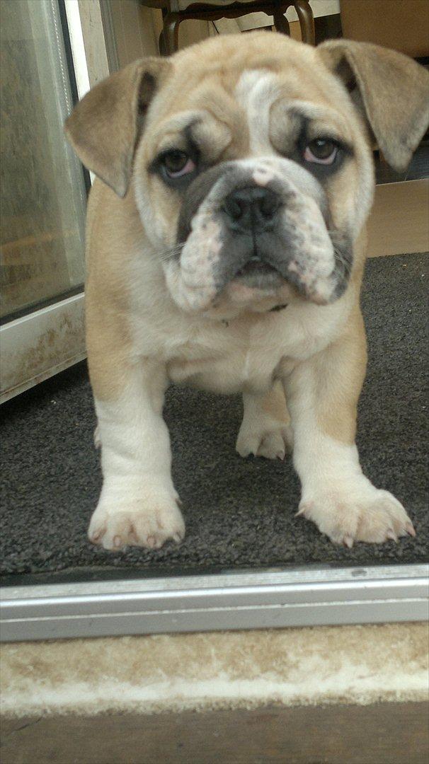 Engelsk bulldog Ronja  billede 1
