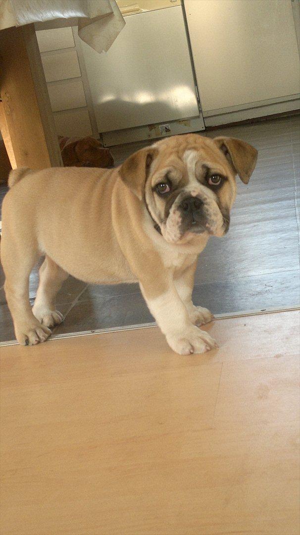Engelsk bulldog Ronja  billede 2