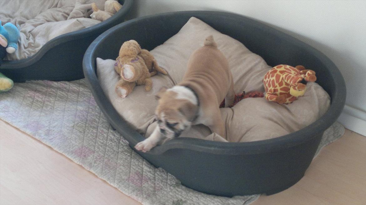 Engelsk bulldog Ronja  - Lille mig .  billede 3