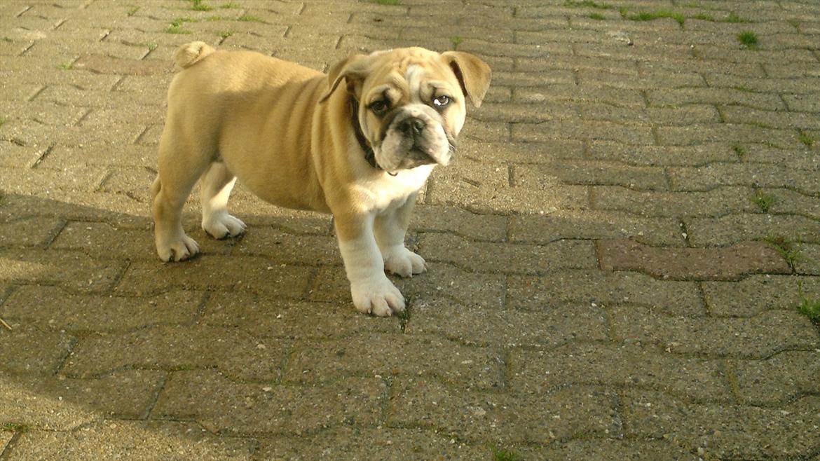 Engelsk bulldog Ronja  billede 4