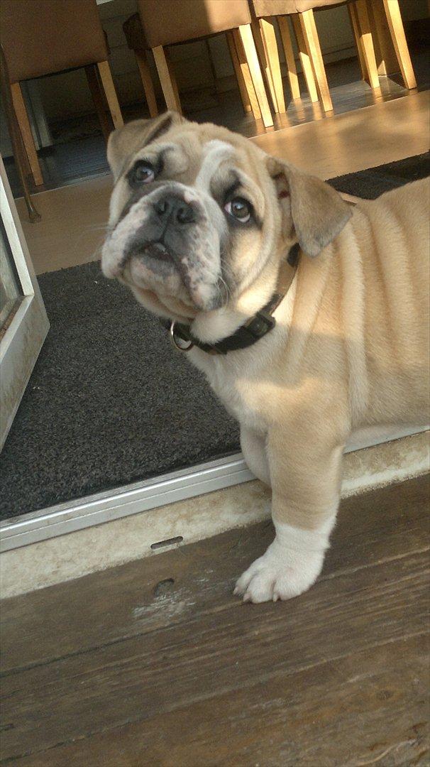 Engelsk bulldog Ronja  billede 5