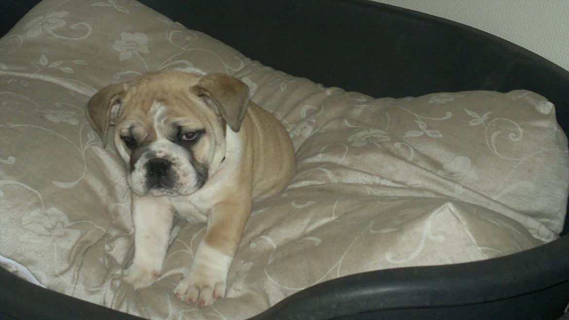 Engelsk bulldog Ronja  - Mig min første dag hjemme i Danmark billede 6