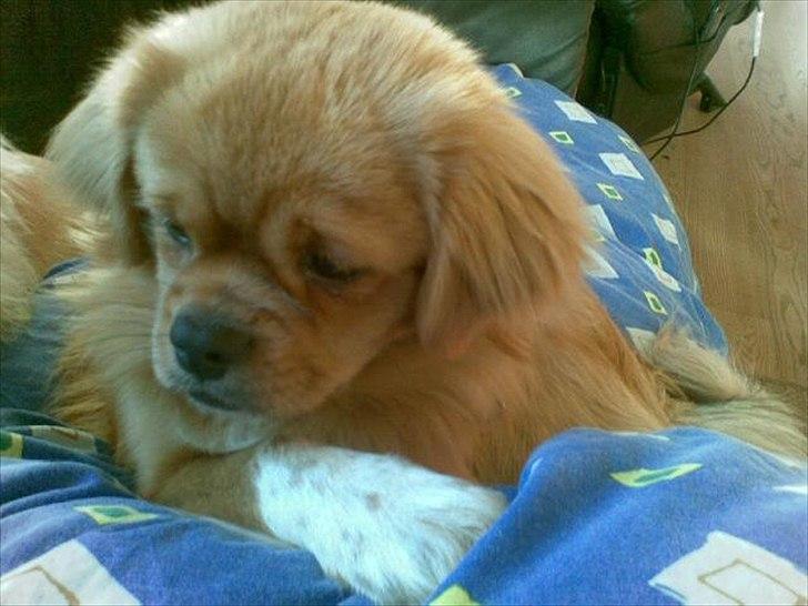 Tibetansk spaniel Tyson billede 1