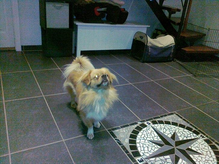 Tibetansk spaniel Tyson billede 2