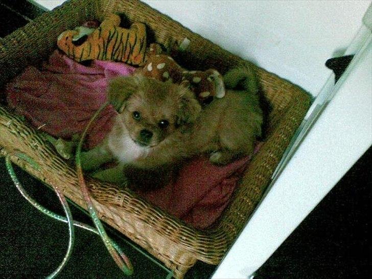 Tibetansk spaniel Tyson billede 3