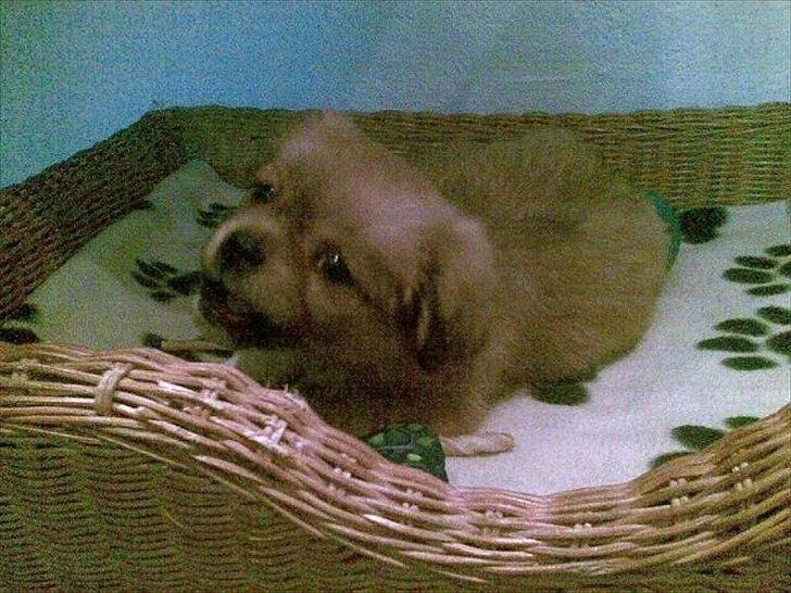 Tibetansk spaniel Tyson billede 4