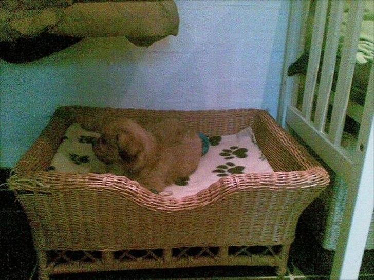 Tibetansk spaniel Tyson billede 5