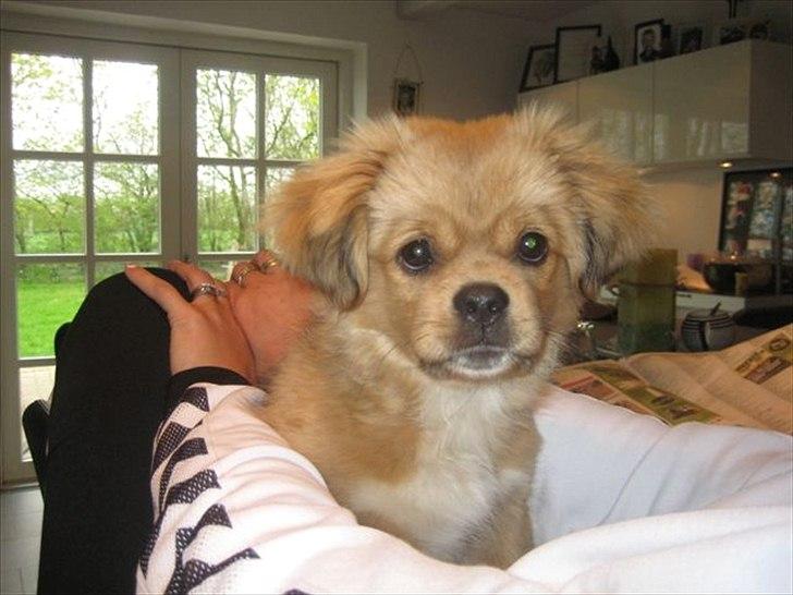 Tibetansk spaniel Tyson billede 6