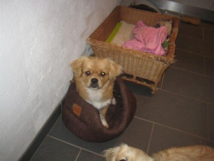 Tibetansk spaniel Tyson billede 7