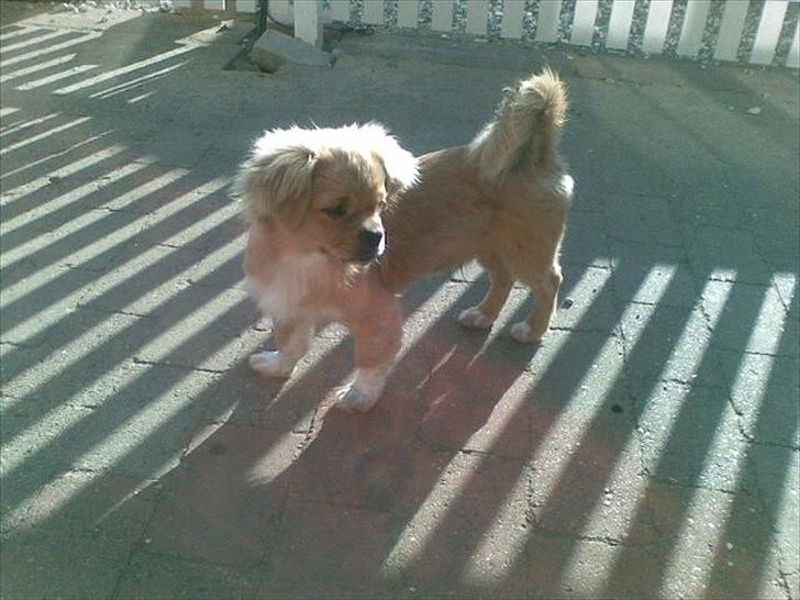 Tibetansk spaniel Tyson billede 8
