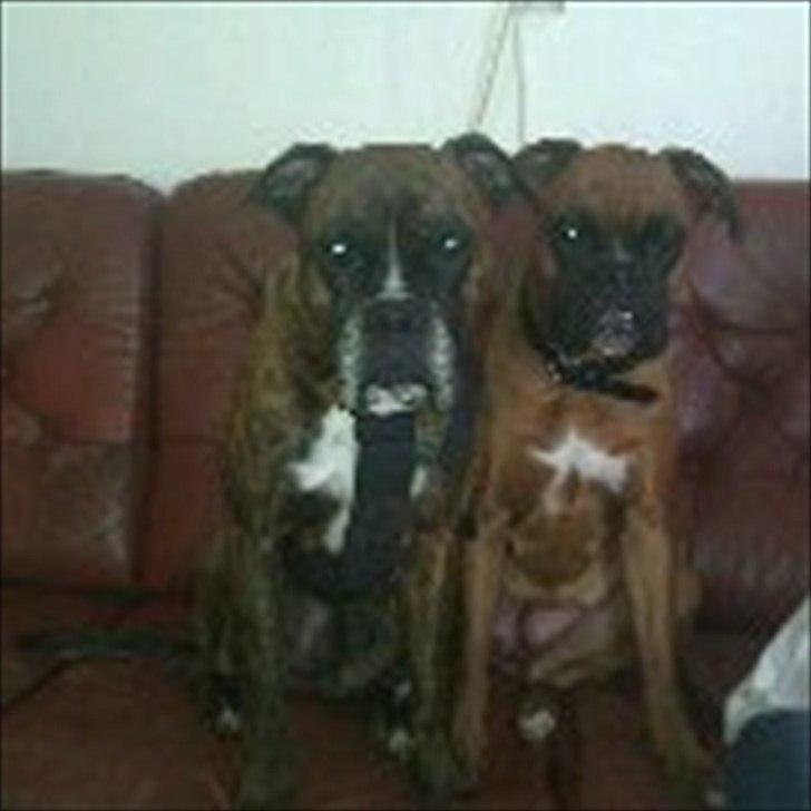 Boxer bonni billede 20