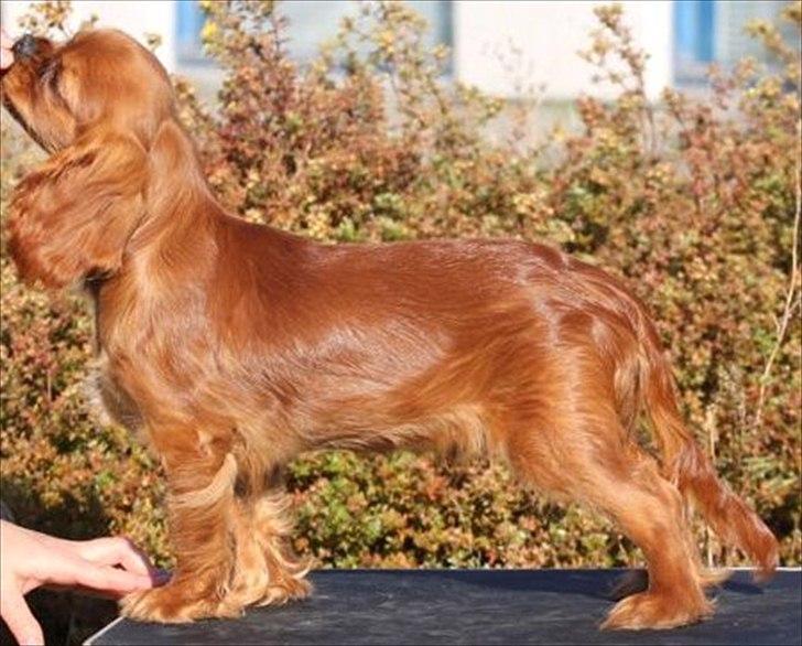 Cavalier king charles spaniel Kiddo billede 1