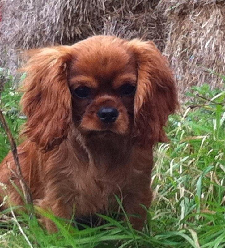 Cavalier king charles spaniel Kiddo billede 2