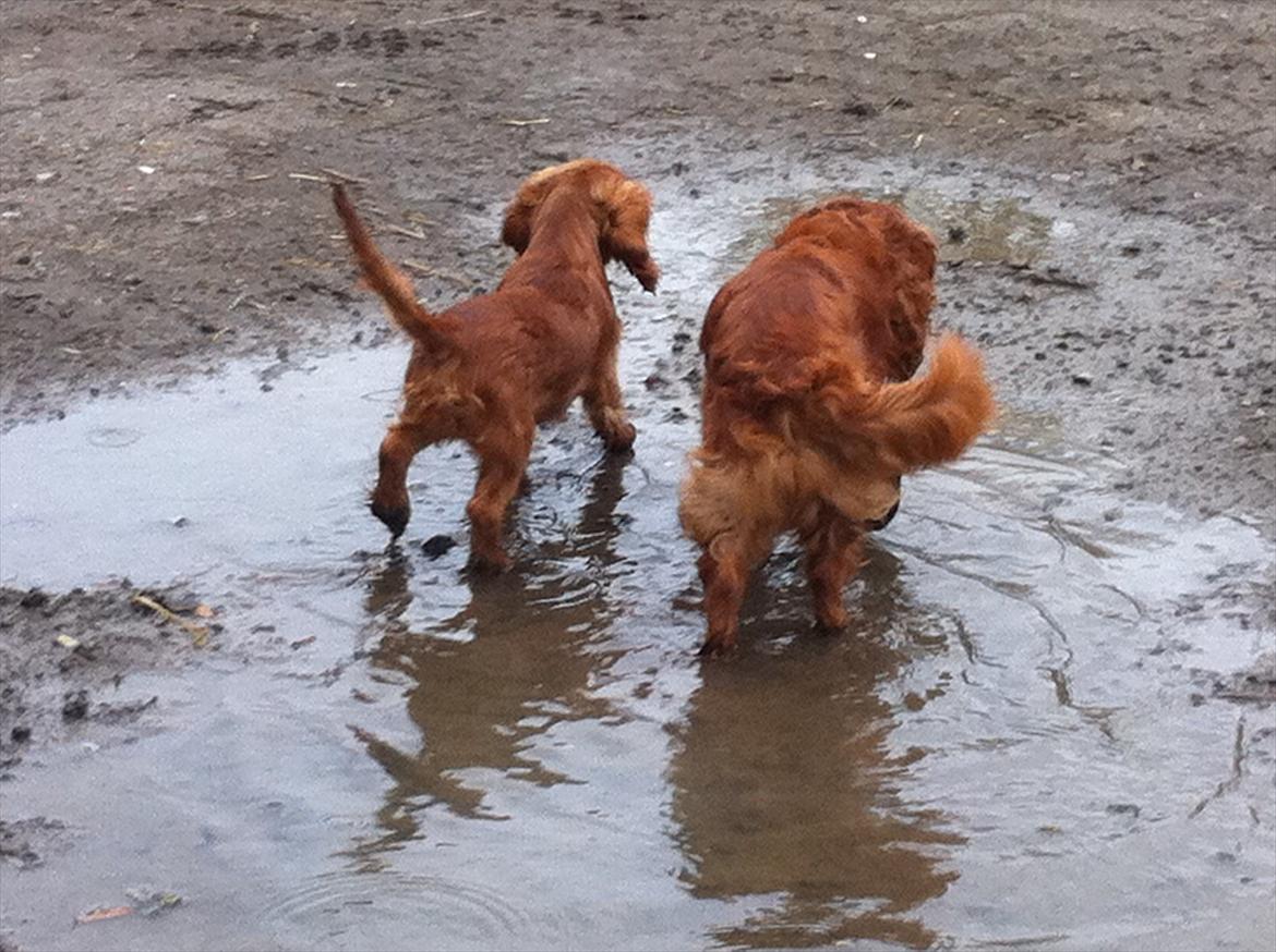 Cavalier king charles spaniel Kiddo billede 3