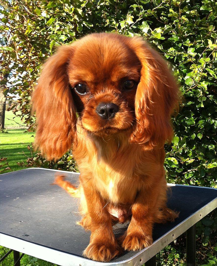Cavalier king charles spaniel Kiddo billede 4