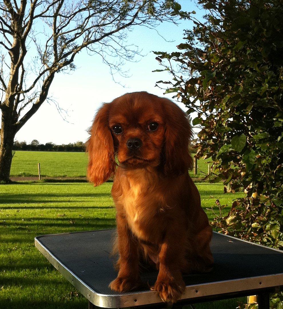 Cavalier king charles spaniel Kiddo billede 5