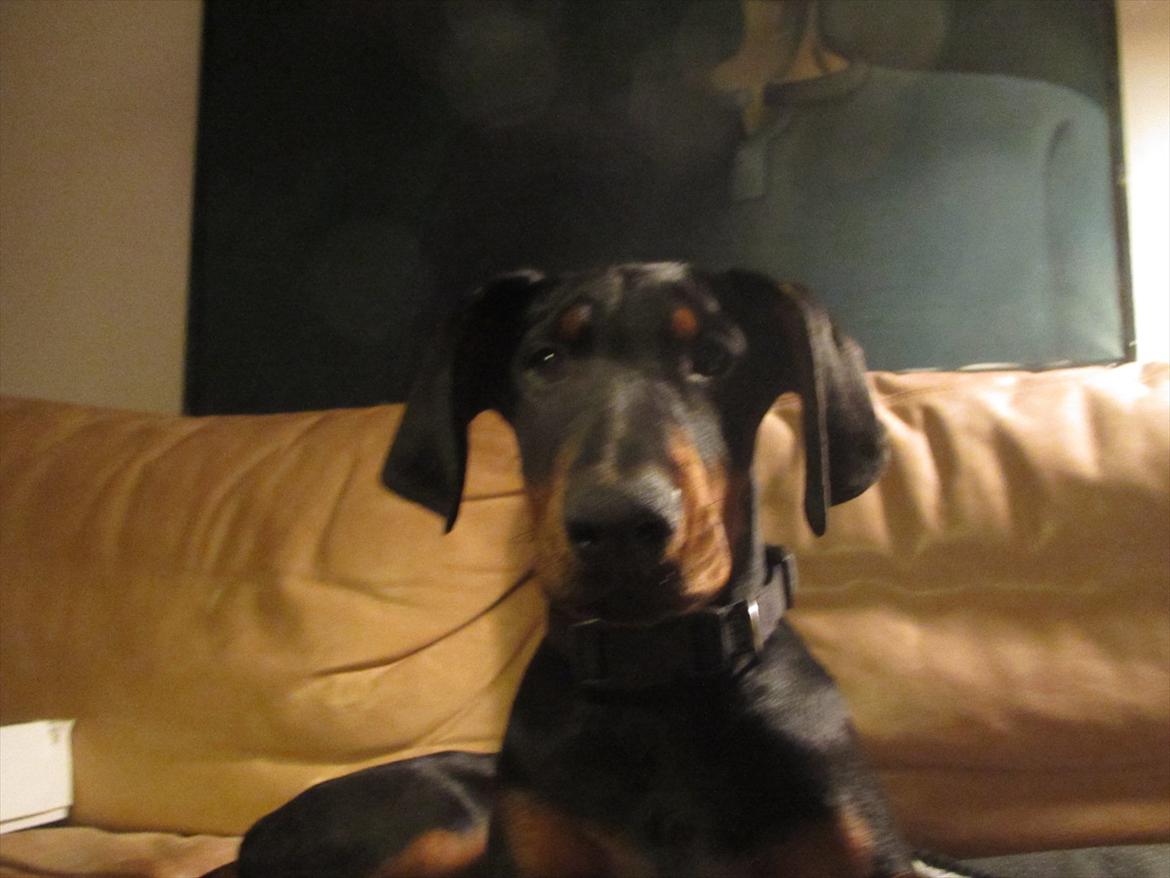 Dobermann Lule billede 16