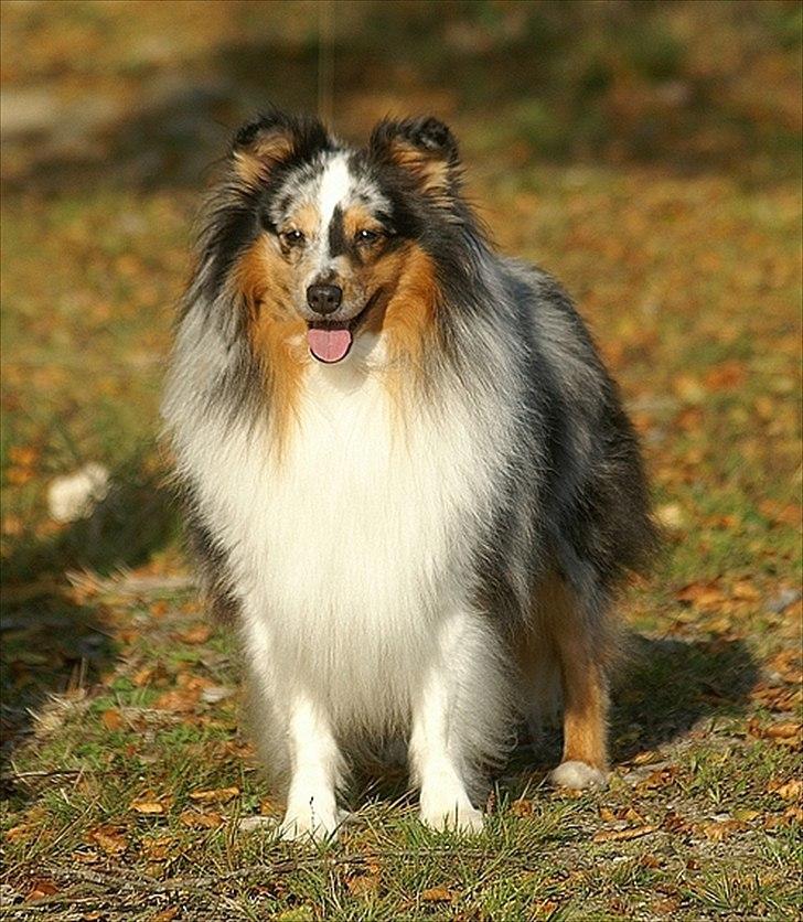 Shetland sheepdog Sofus billede 19