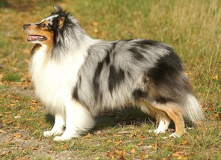 Shetland sheepdog Sofus billede 1