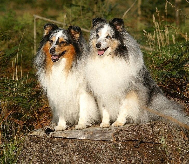 Shetland sheepdog Dumbo billede 10